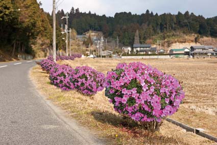 高嶺花街道