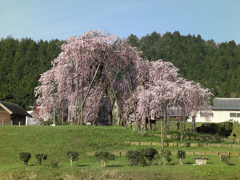 畑しだれ桜 滋賀県甲賀市 深堂の郷