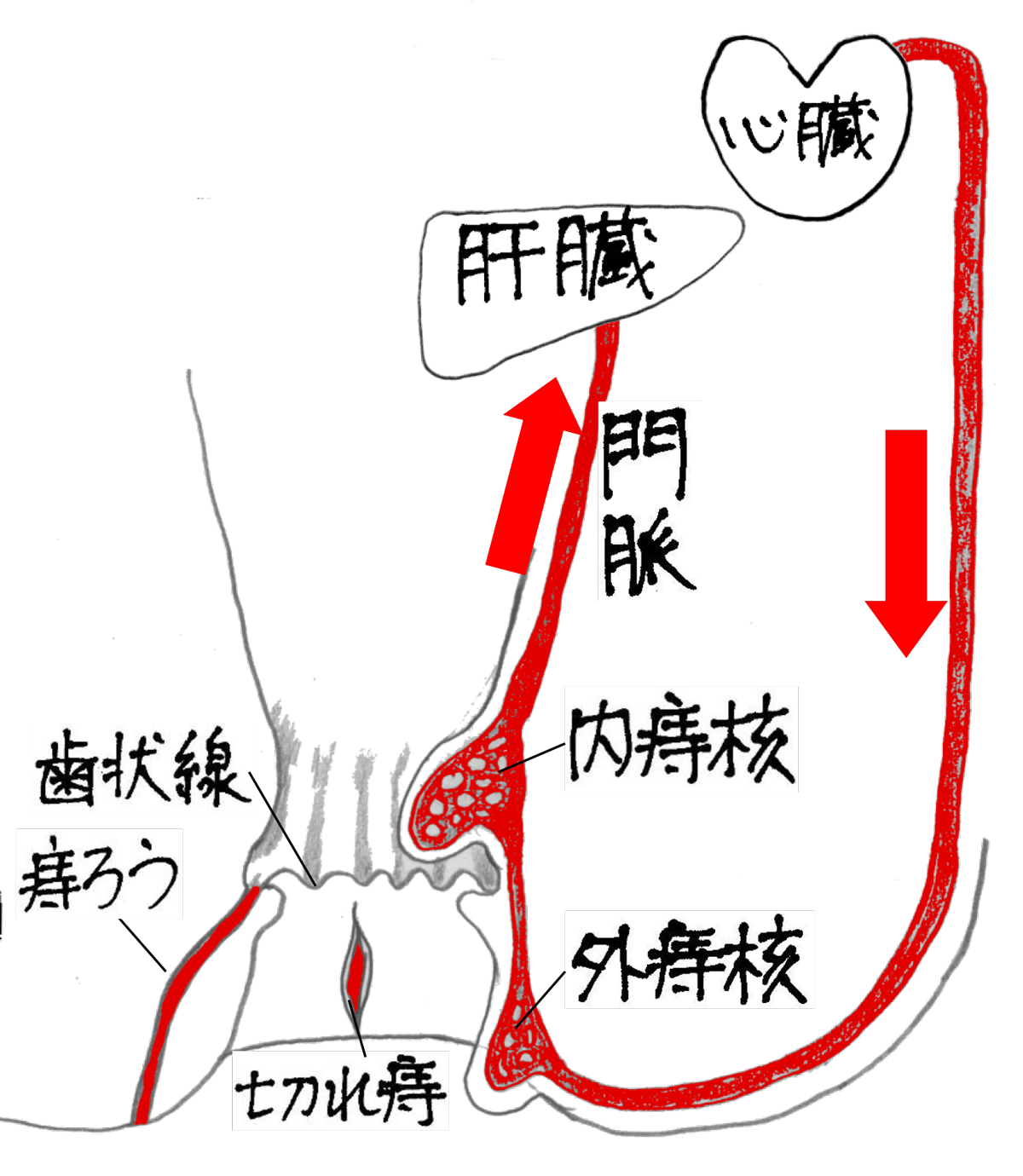 痔の症状図解